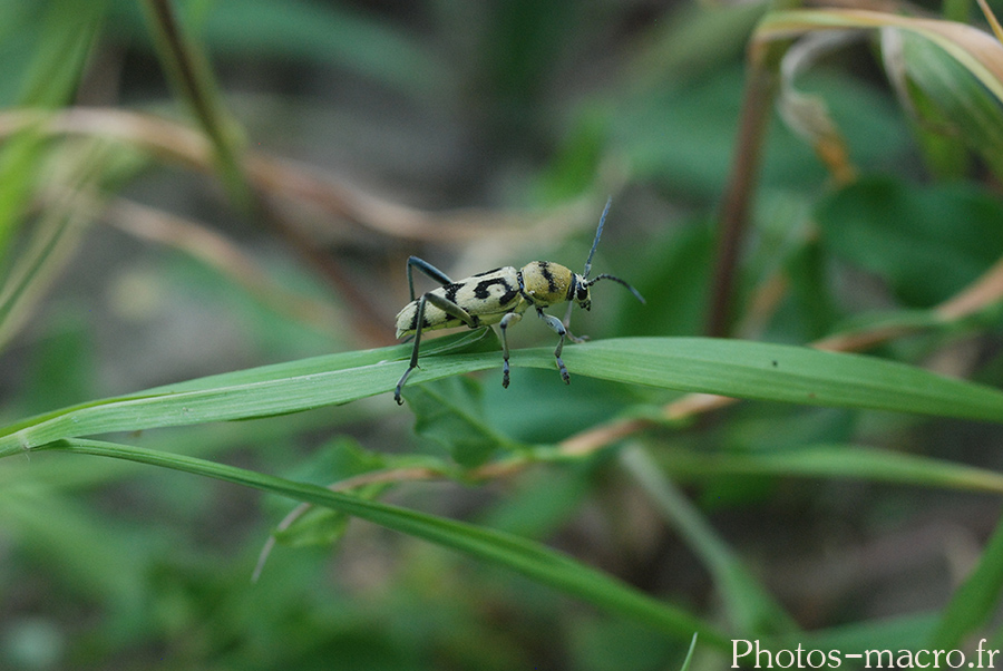 Chlorophorus varius